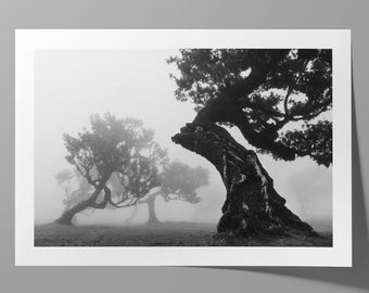 Landschaftsbild Nebelwald Fanal Madeira Mystisch Schwarz-Weiß Fotografie | Nachhaltiger & Hochwertiger Fotodruck A5 / A4 / A3 / A2 / A1