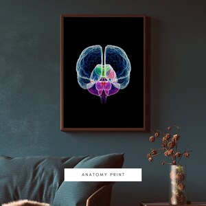 Human Anatomy Artworks | Medical Wall Pictures | Brain Modern Posters | Anatomy Prints | Human Brain Art | Wall Decor