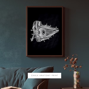 Human Anatomy Artworks | Medical Wall Pictures | Muscle Skeleton Vintage Posters | Anatomy Prints | Education Paintings | Wall Decor