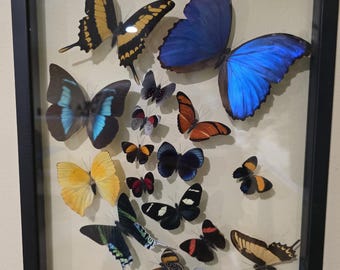 Colección enmarcada de 17 mariposas tropicales / Ejemplares reales. Arte de pared en caja de sombras. Exhibición de entomología.