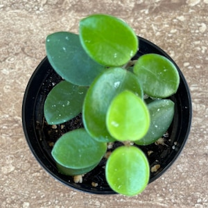 Hoya Mathilde