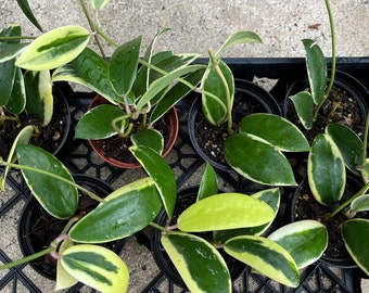 Hoya Verticillata Variegated, Outer Variegation.