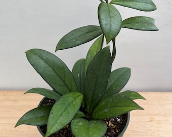 6 Hoya Crassipetiolata - Etsy