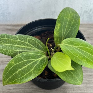 Hoya Fitchii