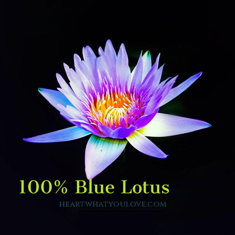 Egyptian Blue Lotus Organic Natural Tincture Nymphaea Caerulea Sleep