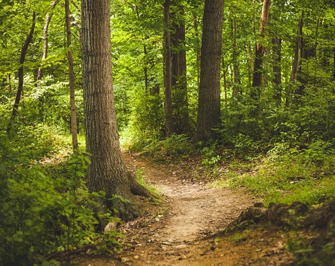 Sitting in the Forest