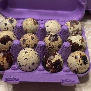 May include: A dozen speckled quail eggs in a purple carton. The eggs are oval-shaped with a creamy white base and brown spots. The carton is open, revealing the eggs nestled in individual compartments.