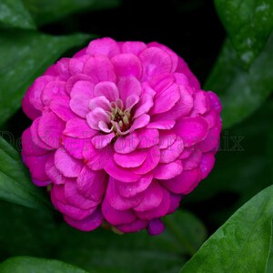 Pink Zinnia Note Card