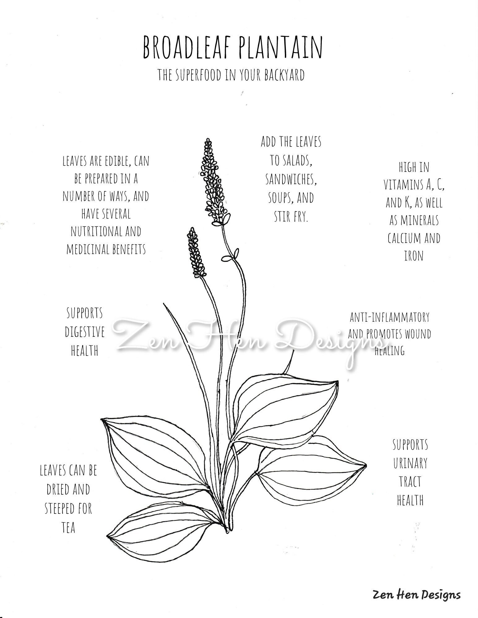 Plantain Weed Hand Drawn Coloring Page - Etsy