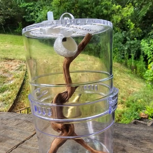 Jumping Spider/Spiderling/Sling Starter Kits, Care Packs, Emergency Starter Kits