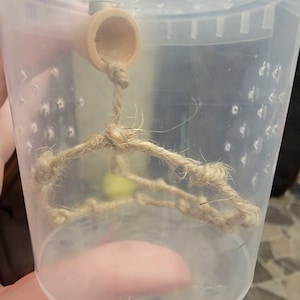 Mini Flower Pot Jumping Spider Sling Hide