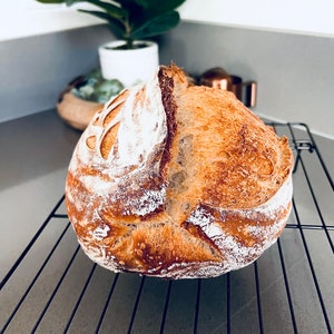 1916 SAN FRANCISCO Sourdough Starter passed down from my Great Grandfather who was a baker at Fishermans Wharf. Gift image 1