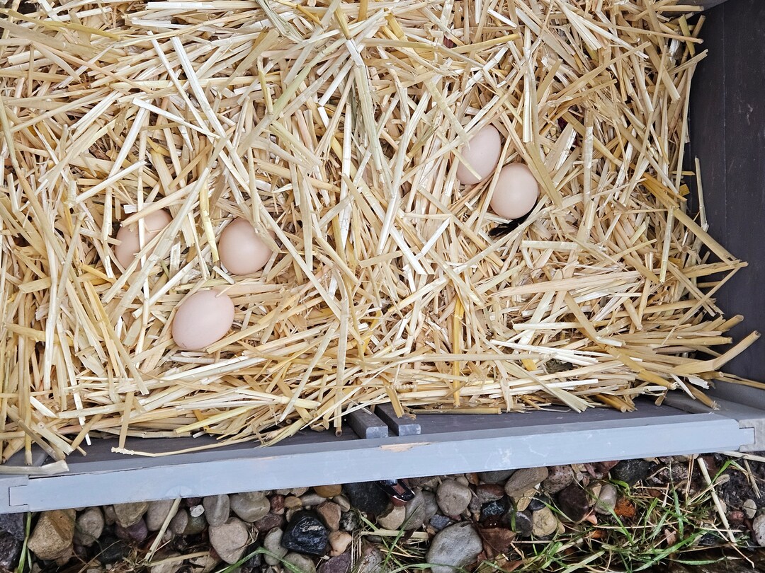 Fresh Fertilized Silkie Chicken Eggs 4 Eggs. Etsy