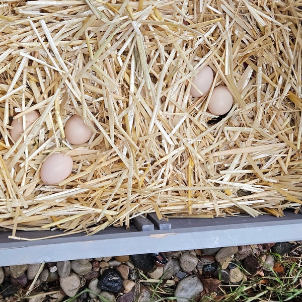 Huevos de gallina Silkie frescos fertilizados (4 huevos).