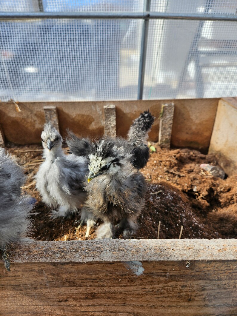 Fertilized Hatching Silkie Chicken Eggs 8 Eggs Hurryonly 1 Orders of 8