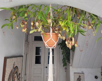 Macrame Plant Hanger, Minimal Boho Home Decor: Hanging planter, Pot Holder, Country Style