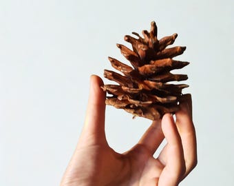 Natuurlijke dennenappels set van 10, gereinigde gedroogde dennenappels, rustiek huisdecor, benodigdheden voor het maken van kransen, milieuvriendelijk vuurstarter