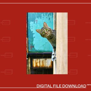 Peeking Cat Digital Print, Funny Wall Art (Digital Download) image 8