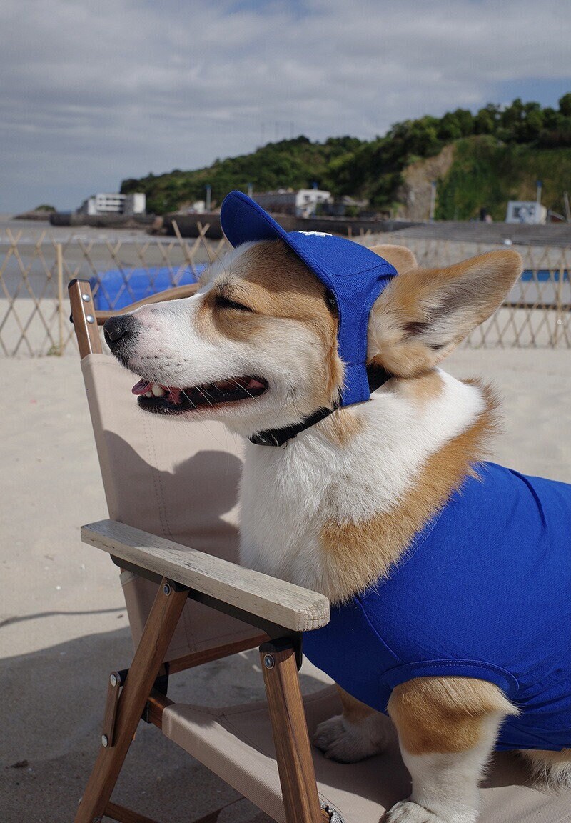 Propeller Hat Dogs Etsy Canada