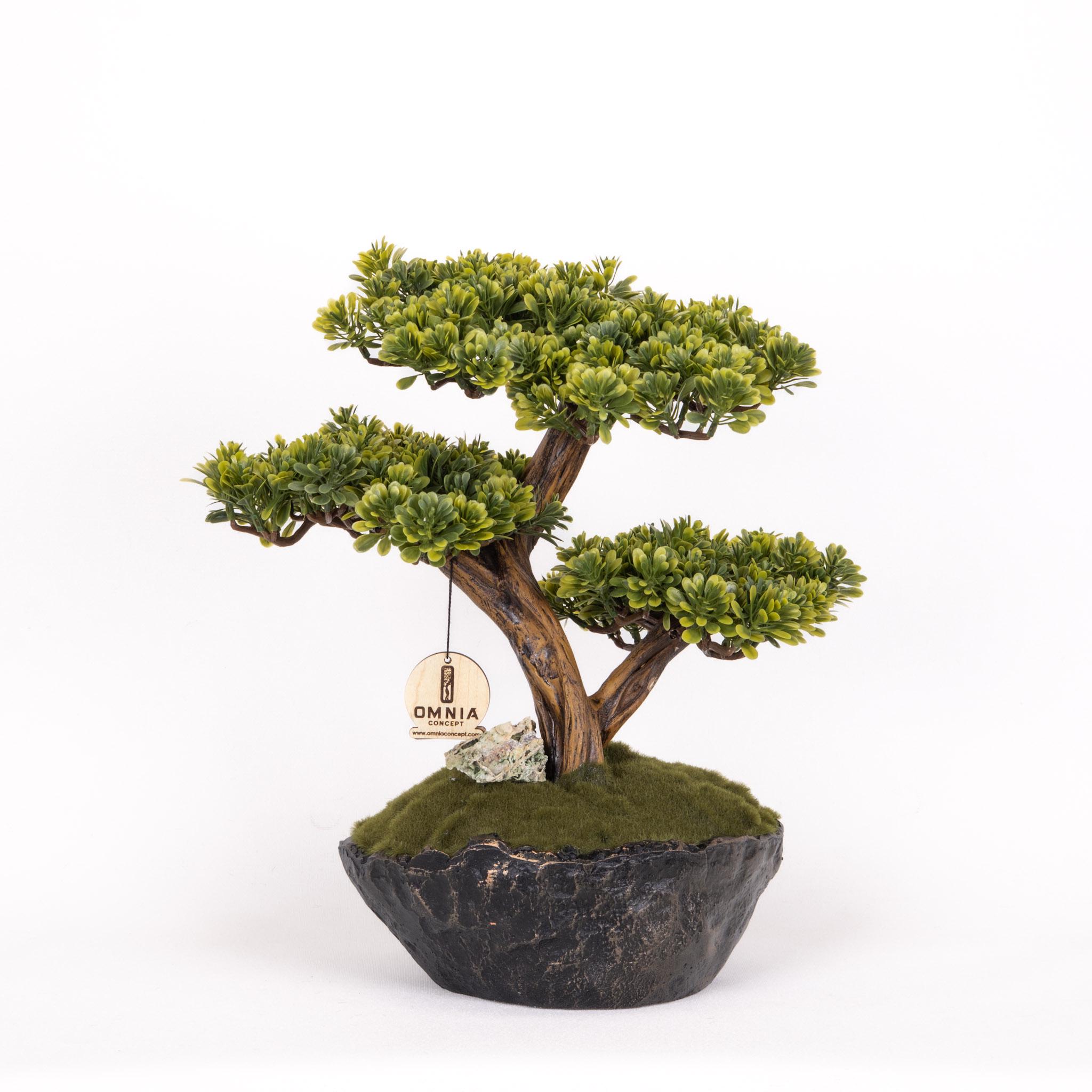 topfpflanzen rankend Rhaphidophora tetrasperma – Mini-Monstera, rankend
