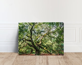 Angel Oak Tree South Carolina, Modern Canvas Print