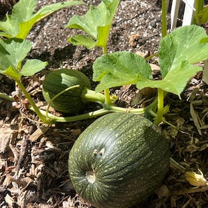 May include: Two round, dark green pumpkins with light green speckles and ridges growing on a vine. The pumpkins are attached to thick green stems with large, broad, serrated green leaves, resting on a bed of brown wood chip mulch.