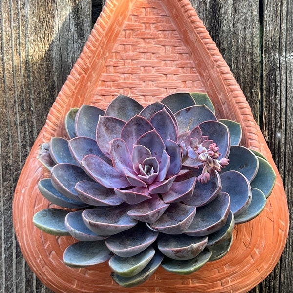 Wall Hanging Terracotta Planter for Succulents