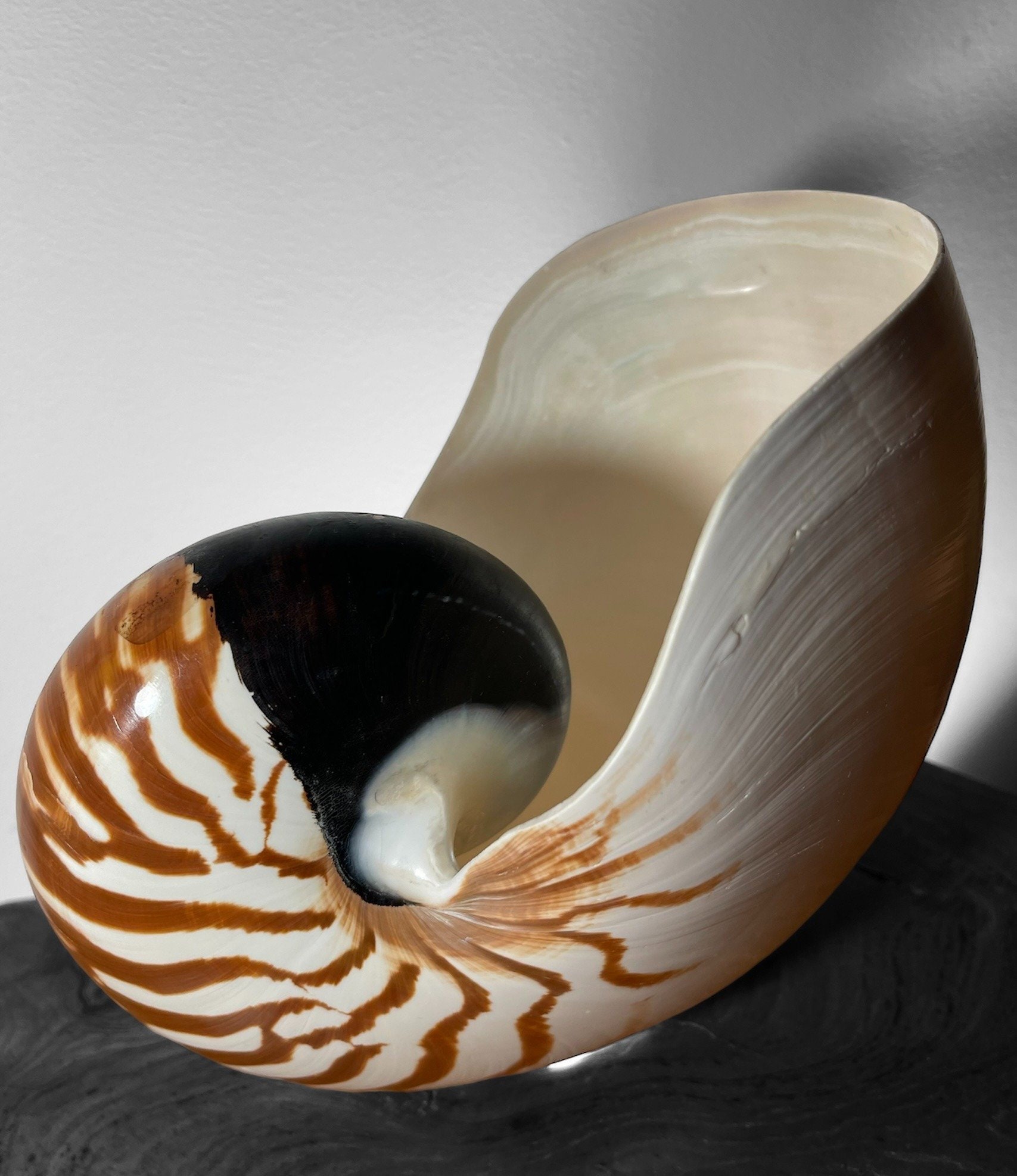 Extra Large Nautilus Shell - Nautilus Pompilius - Etsy
