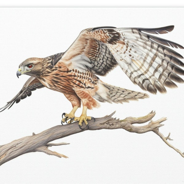 Watercolor of a red-tailed hawk in flight. Outdoors, gift, home decor, wall decor, dad gift, mom gift, Gift for her, canvas, wall art