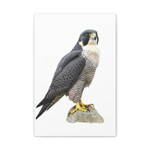 Majestic Peregrine Falcon Portrait - Wildlife Art Print, Outdoors, Gift, Farmhouse decor, wedding gift, dad gift, mom gift, Gift for her