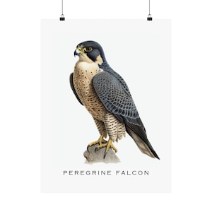 Peregrine Falcon - Matte Vertical Poster, wall art