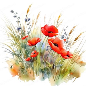 Watercolor Red Poppy Flowers, Poppy Clipart, Floral Clipart, Flower Clipart, Digital Download & Commercial Use image 5