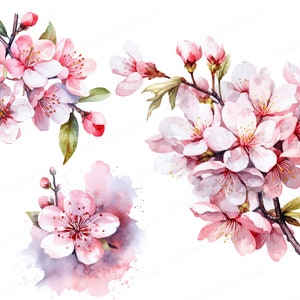 Fiori di ciliegio dell'acquerello, Clipart di fiori di ciliegio, Clipart Sakura, Clipart floreali, Clipart di fiori, Download immediato e uso commerciale