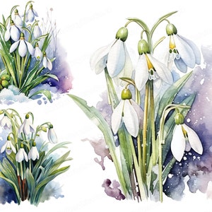 Fleurs de perce-neige aquarelle, Snowdrop Clipart, 10 fichiers PNG de haute qualité, imprimables à des fins commerciales