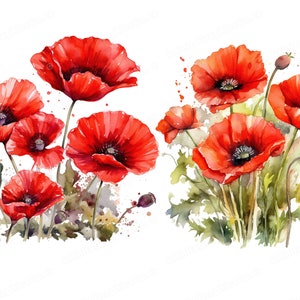 Watercolor Red Poppy Flowers, Poppy Clipart, Floral Clipart, Flower Clipart, Digital Download & Commercial Use image 3