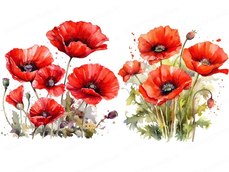 Watercolor Red Poppy Flowers, Poppy Clipart, Floral Clipart, Flower Clipart, Digital Download & Commercial Use image 3