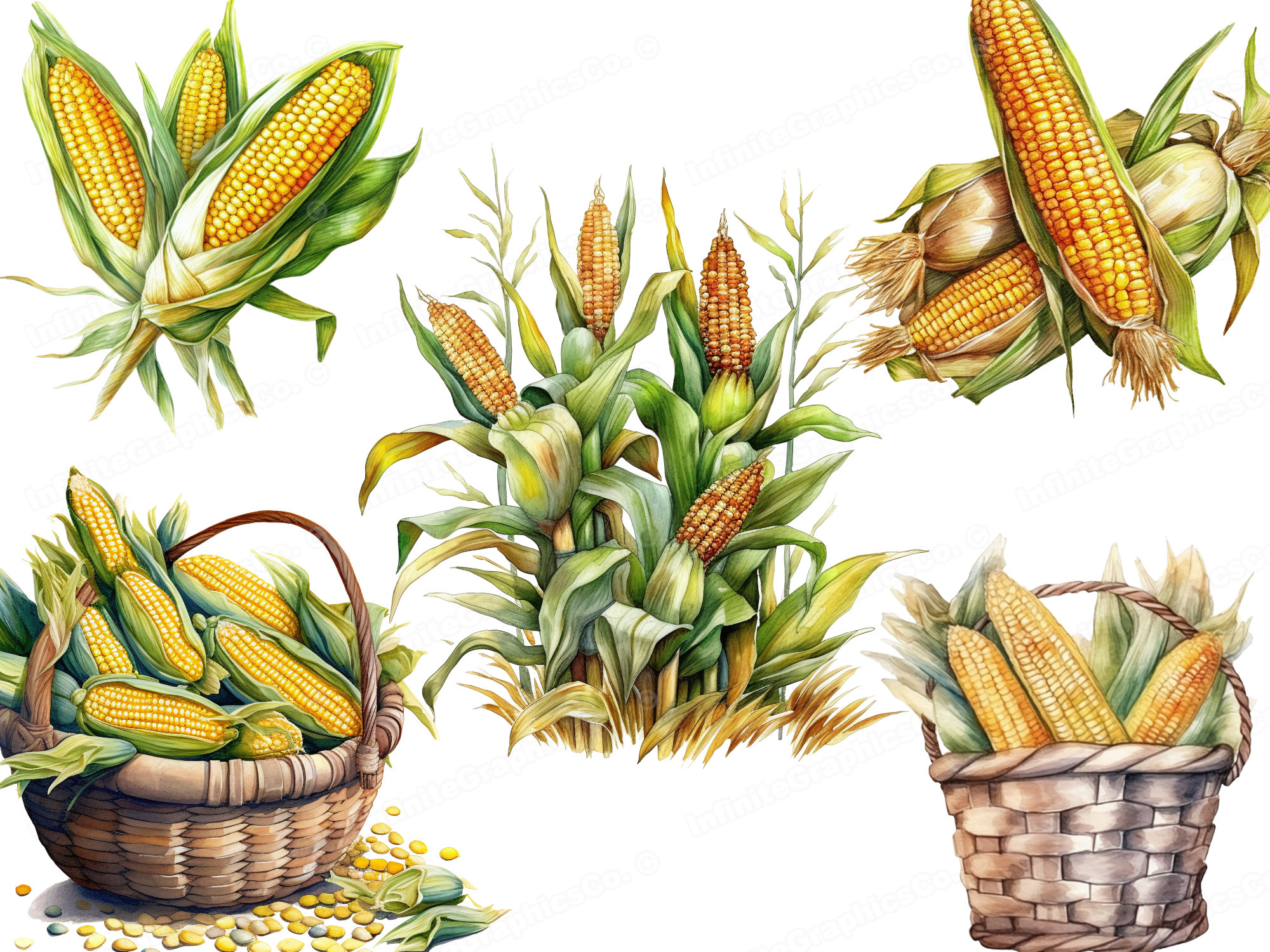 watercolor-corn-clipart-cornstalk-clipart-corn-in-a-basket-clipart