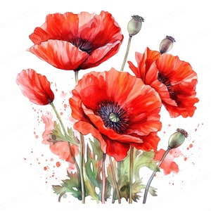 Watercolor Red Poppy Flowers, Poppy Clipart, Floral Clipart, Flower Clipart, Digital Download & Commercial Use image 4