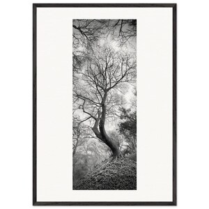 Tree Series – One – Fine Art Print – Black and White photograph