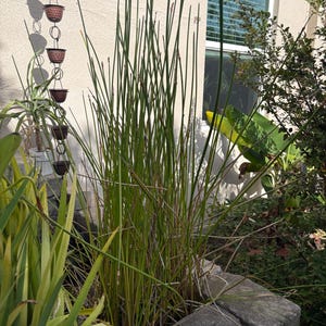 May include: A tall, slender Juncus effusus plant with upright, cylindrical green stems growing in a stone planter. The plant features thin, grass-like stalks that reach upward, with some brown tips and a cluster of small, brownish flower spikes.