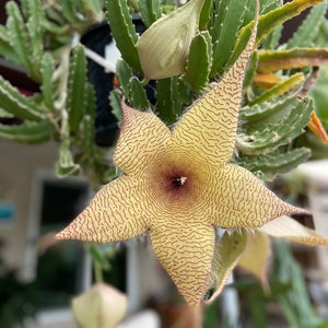 Starfish Cactus Flower “Stapelia grandiflora”