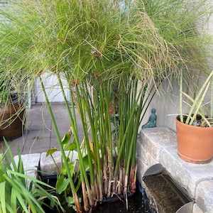 Op de afbeelding: Een kleine vijver met een waterval en verschillende groene planten, waaronder papyrusriet. Er zwemmen oranje goudvissen in de vijver.