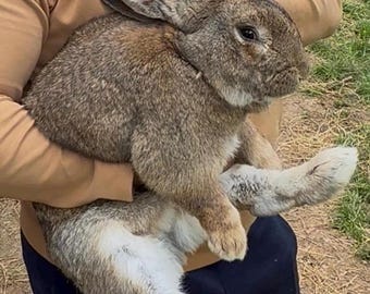 2 libras de fertilizante granulado para conejos