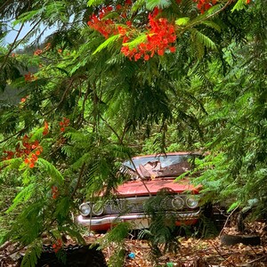 Fine Art Photography.  &quot;Hidden Treasures of the Past&quot;, Chevy Impala under the Flamboyan in Sabana Grande, Puerto Rico.