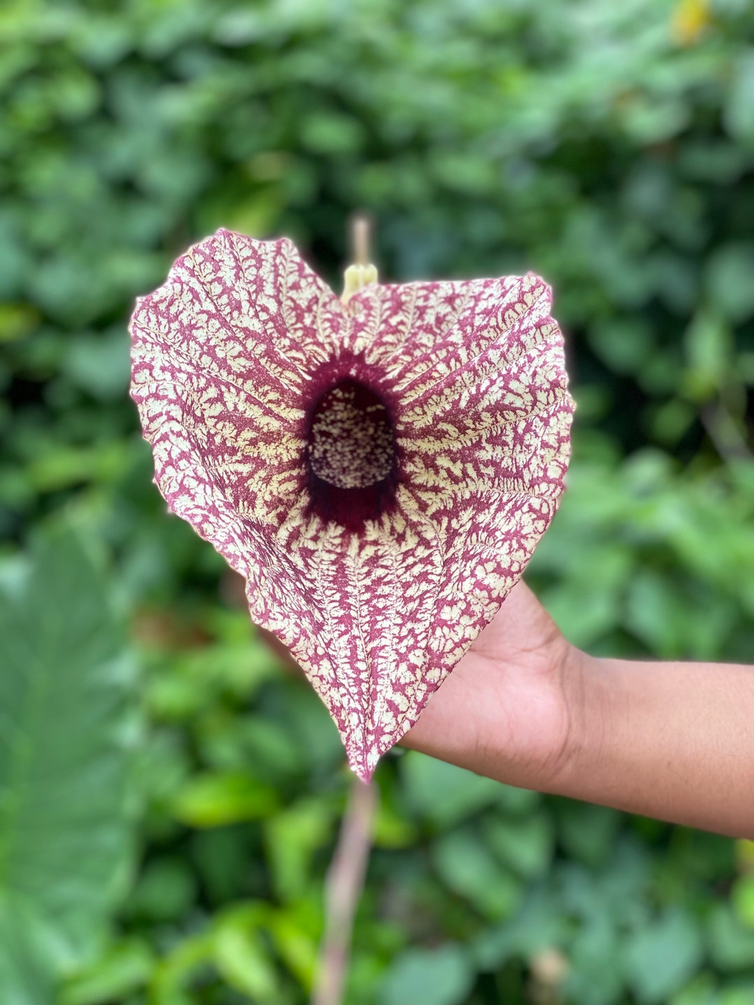 Jamaican Duck Flower Detox Etsy