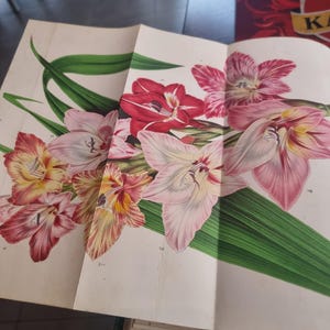 Antique Botanical Book 1859 - Horticultural Illustration - 38 Color Plates image 1