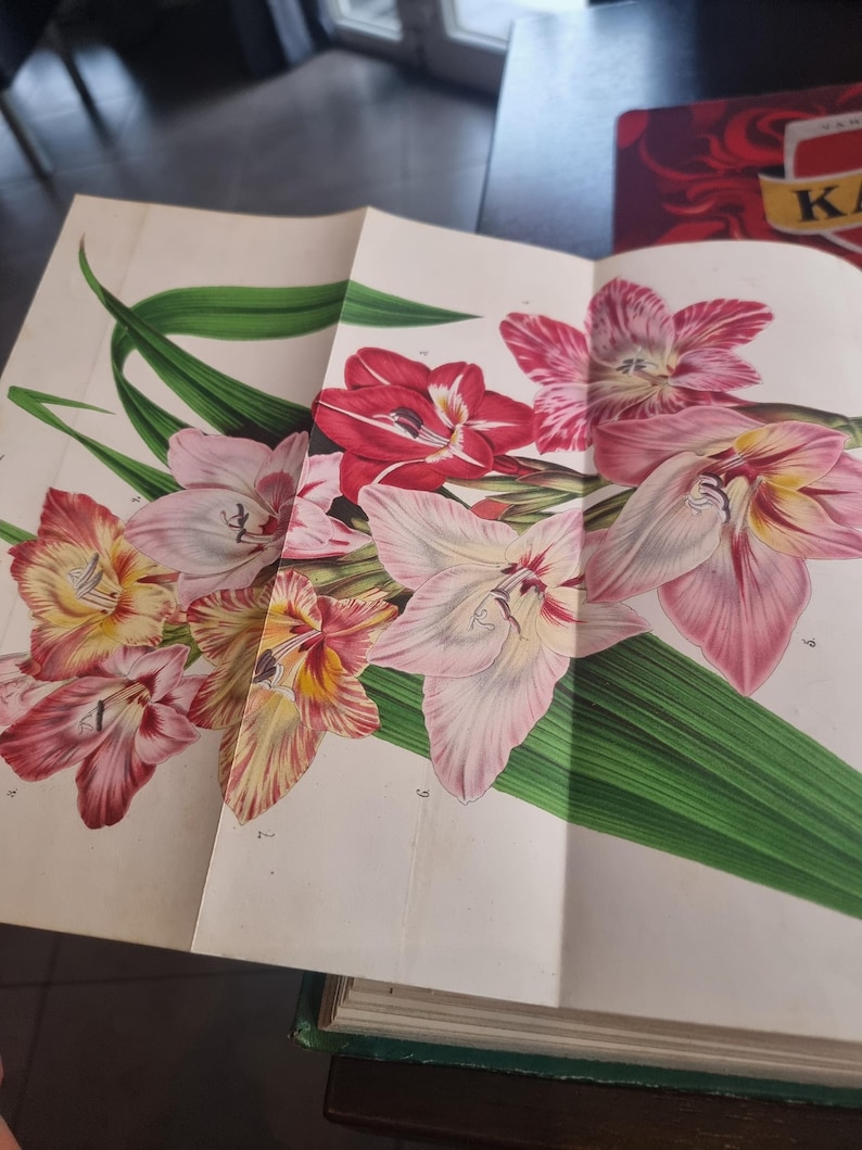 Antique Botanical Book 1859 - Horticultural Illustration - 38 Color Plates image 1