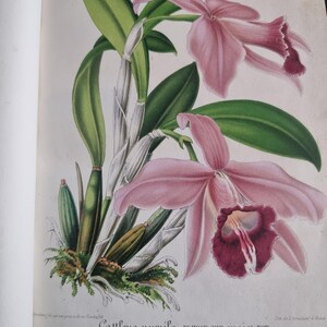 Antique Botanical Book 1859 - Horticultural Illustration - 38 Color Plates image 17