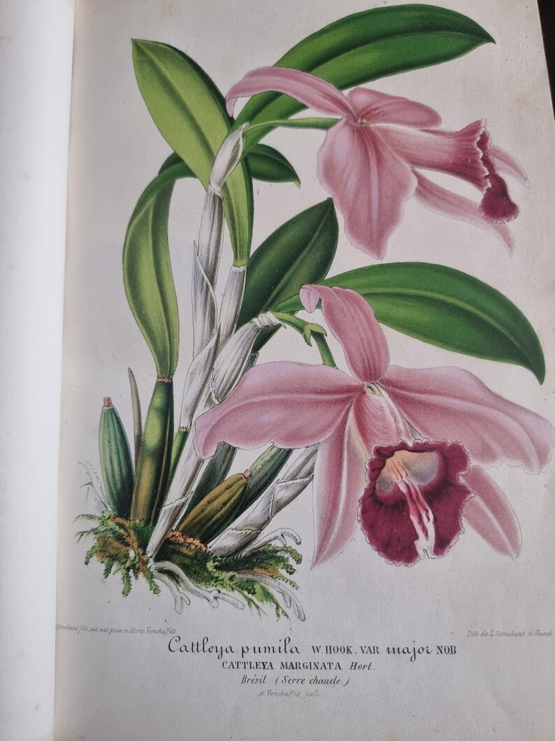 Antique Botanical Book 1859 - Horticultural Illustration - 38 Color Plates image 17