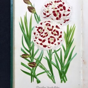 May include: A botanical illustration of Dianthus Verschaeffeltii, featuring two large white flowers with red spots, green leaves, and unopened buds. The image is from an old book, with the title of the flower at the bottom.